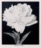 Couronne d'Or peony photo