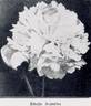 Edulis Superba peony photo