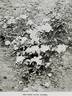 White Dawson rose photo