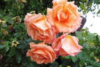 Barbara Ann rose photo