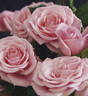 Monte Cristella™ Love Forever® rose photo