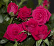 Riva™ Love Forever® rose photo