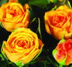 Messina™ Love Forever® rose photo