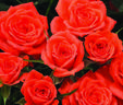Alaska rose photo