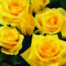 Amalfi rose photo