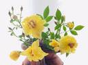 Little Bit o' Sunshine rose photo