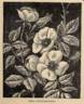 R. wichuraiana rose photo