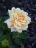 Apricot Twist ™ rose photo