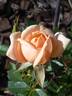 Apricot Twist ™ rose photo