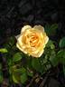 Apricot Twist ™ rose photo