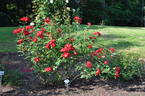 Dirigent ® rose photo