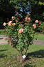 Anni Berger rose photo
