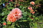 Anni Berger rose photo