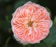 Chetty rose photo