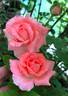 Corail Gelée rose photo