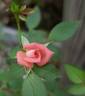 Tiny Petals rose photo