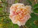 Adrienne Christophle rose photo