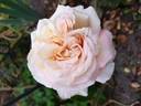 Adrienne Christophle rose photo