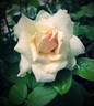 Ivory Yves Piaget rose photo