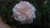 Dream Land rose photo