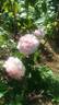 Dream Land rose photo