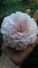 Dream Land rose photo