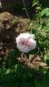 Dream Land rose photo