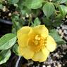 Oso Easy Lemon Zest rose photo