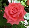 Corail Gelée rose photo