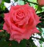Corail Gelée rose photo