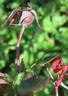 Marquise de Vivens rose photo