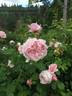 Lilac Rose rose photo