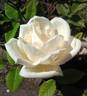 Marie Lambert rose photo