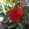 Brown Velvet rose photo