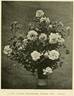 Danaë rose photo
