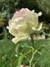 Magnificence rose photo