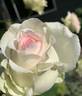 Magnificence rose photo