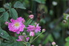 Mellos Ahrensburger rose photo