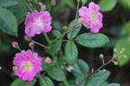 Mellos Ahrensburger rose photo
