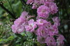Mellos Ahrensburger rose photo