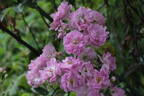 Mellos Ahrensburger rose photo