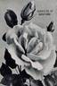 Countess of Gosford rose photo