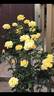 Sunny Delight rose photo