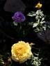 Sunny Delight rose photo