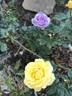 Sunny Delight rose photo