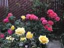 Sunny Delight rose photo