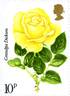 Grandpa Dickson rose photo
