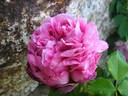 Meteor rose photo