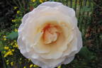 Eloise ® rose photo