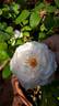 14 The Wedgewood rose OP 02 rose photo
